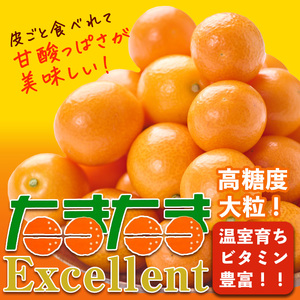 ＜先行予約受付中！2026年2月～3月中旬頃に発送＞完熟きんかん たまたまエクセレント(約1kg・2Lサイズ)果物 フルーツ 金柑 柑橘【NK002】【宮崎県農業協同組合　高千穂地区本部】