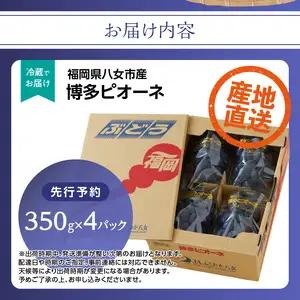 【先行受付】博多ピオーネ 1.4kg（約350g×4パック）【ＪＡふくおか八女】｜7月上旬～発送予定 ぶどうピオーネ 上品な香りのぶどうピオーネ 食べ応えがあるぶどうピオーネ 丁寧に育てたぶどうピオー