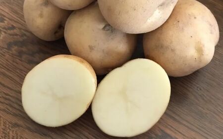 【令和７年産予約受付！】松本農場の北かむい5kg | きたかむい キタカムイ 秋野菜 5kg 人気 おすすめ ランキング いも 芋 イモ じゃがいも ジャガイモ 野菜[007-23]