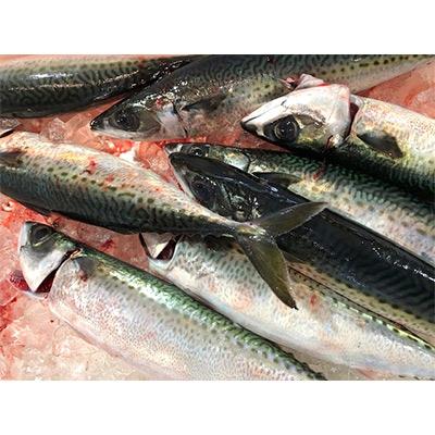 ふるさと納税 八幡浜市 竹中水産の真鯖3キロ!【C22-240】