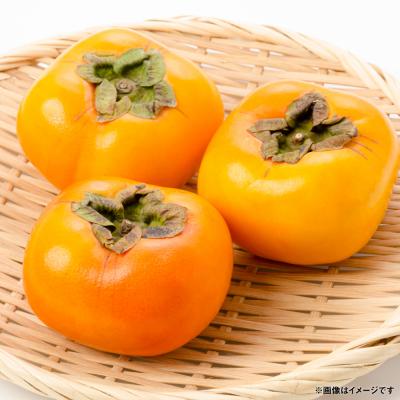 ふるさと納税 八代市 【先行予約】 太秋柿 約2kg(5〜8玉)【2026年10月上旬より順次発送】_229-6595-A |  | 03