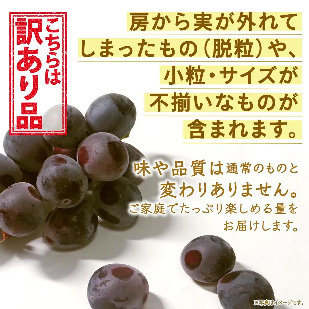 ＜ 訳あり ＞ 巨峰 4パック(約2kg)【2026年9月より発送開始】（茨城県共通返礼品 [ぶどう]：結城市産） │ ぶどう ご家庭用 お得 フルーツ 果物 加工用