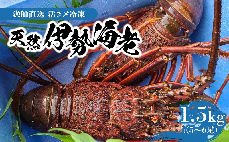 
                  【漁師直送】活き〆冷凍 天然伊勢海老 1.5kg（5～6尾）　W005-012
                