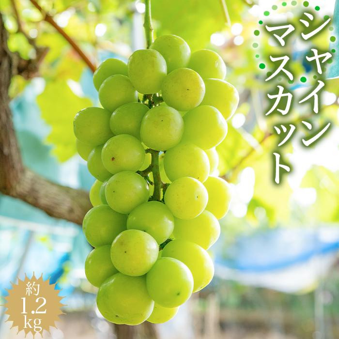 シャインマスカット 約1.2kg 【2025年8月中旬以降順次発送】
