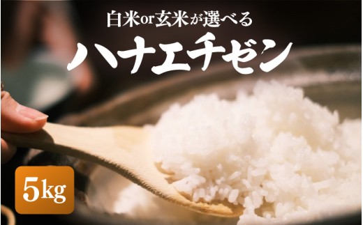 【先行予約】【令和8年産・新米】ハナエチゼン 5kg【白米】【2026年10月中旬以降順次発送】【お米 こめ はなえちぜん 華越前 人気品種 ブランド米 5キロ 白米 精米 玄米 おにぎり うまい 福井県ブランド米 福井県産】 [e26-a014_01]