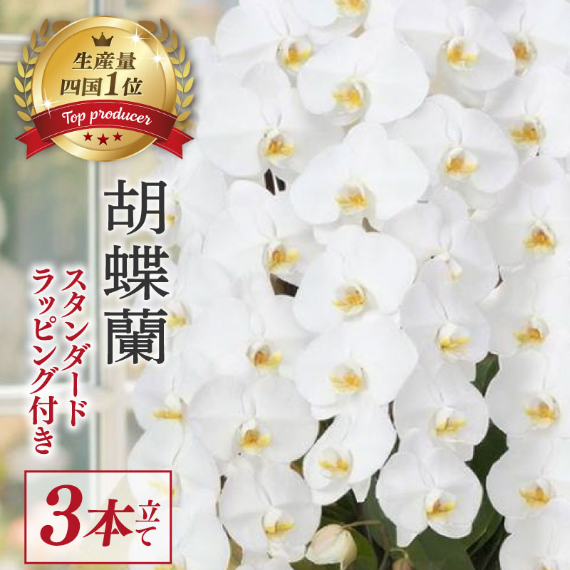 【ふるさと納税】 【指定日配送可】 胡蝶蘭 3本立て 白 贈答 贈り物 お祝い お花 花 はな 花束 鑑賞 鉢 栽培 園芸 ガーデニング 豪華 華 華やか 記念日 敬老 誕生日 プレゼント 開店祝い 開業祝い こちょうらん 洋蘭 洋ラン フラワーアレンジメント フラワー ガーデニング