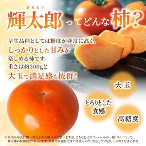 【希少な高級甘柿】先行予約 〇 輝太郎 〇 6～7玉入り【2026年9月中旬～10月上旬頃発送予定】【A-frks176】