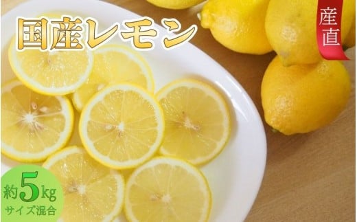 【産直】和歌山産レモン約5kg（サイズ混合）【2026年3月下旬～2026年5月上旬頃順次発送】/檸檬 フルーツ 果物 国産 お菓子づくり シロップ 果肉 果汁 お酒【TM129】【TM92207-tec505B】