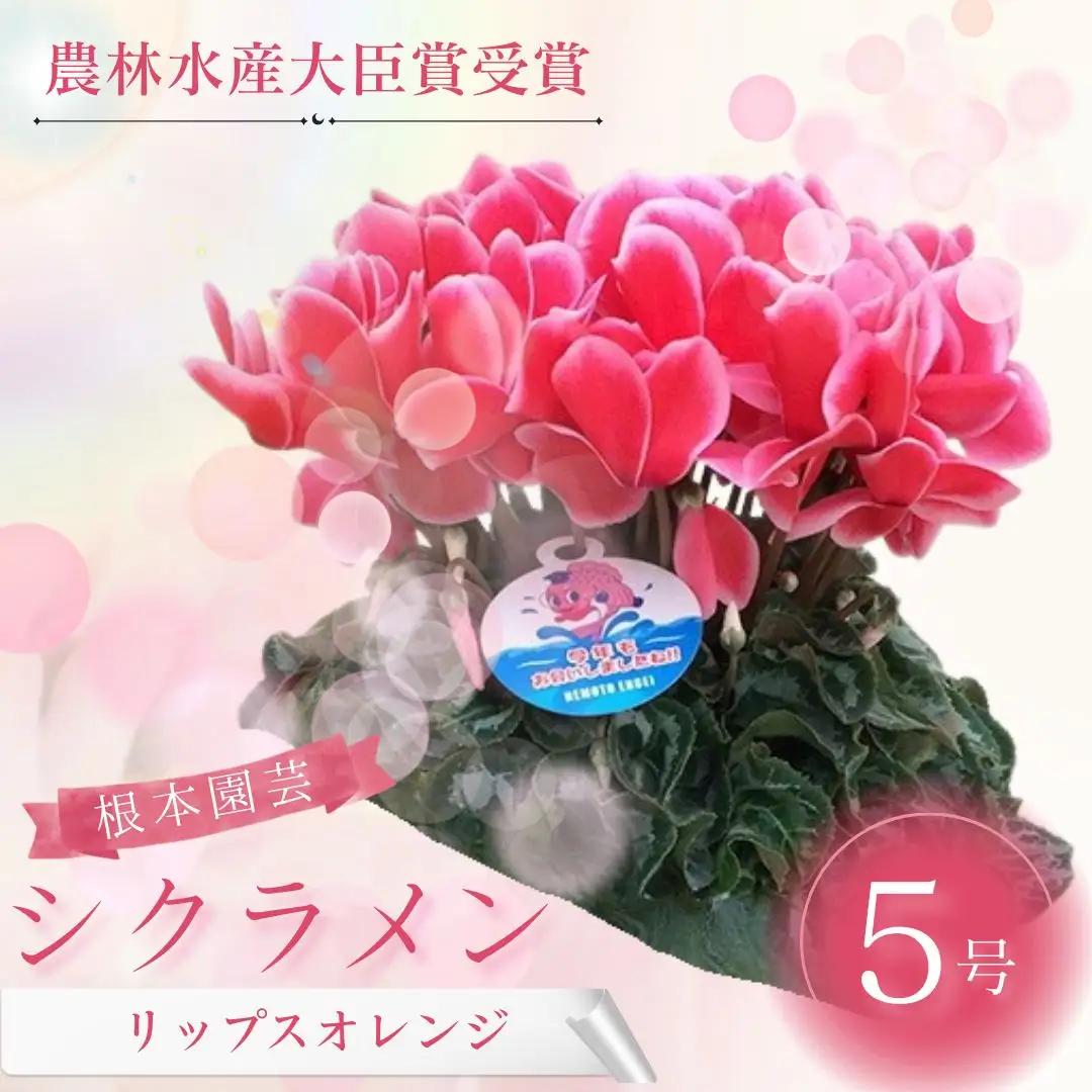 【先行予約】シクラメン リップスオレンジ 5号鉢 花ギフト 根本園芸 | シクラメン