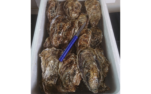 北海道 仙鳳趾名産 牡蠣 150g〜199g×30コ＋かきナイフ付き漁師直送K4-4＜出荷時期：2025年8月1日ごろ～順次出荷＞＜センポウシ : 釧路町の東 厚岸湾の西 カキの名産地＞