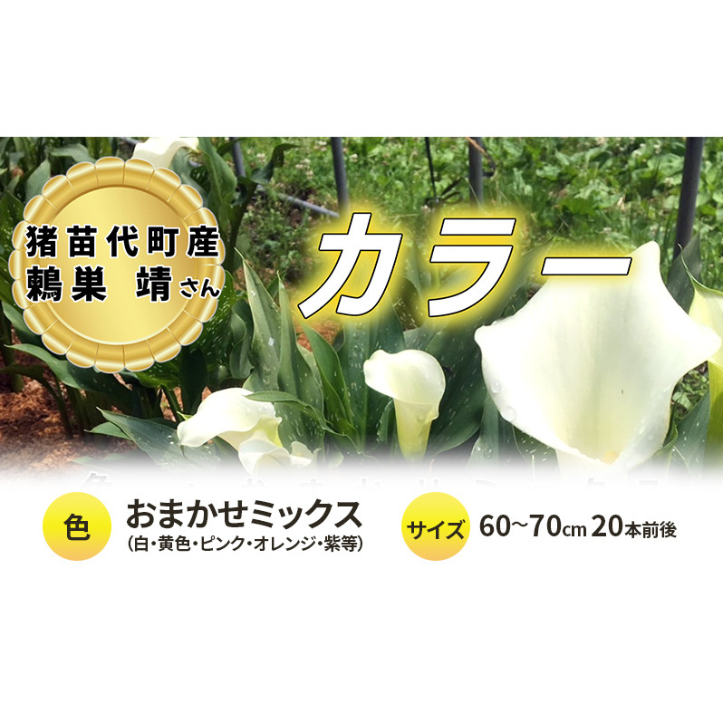 【2025年先行予約】【数量限定】花 カラー ( 生花 ) 60～70cm おまかせミックス 20本前後 生産者：鶫巣靖 猪苗代産 プレゼント 贈り物 ギフト ※2025年9月上旬より順次発送予定 ※沖縄・離島への配送不可