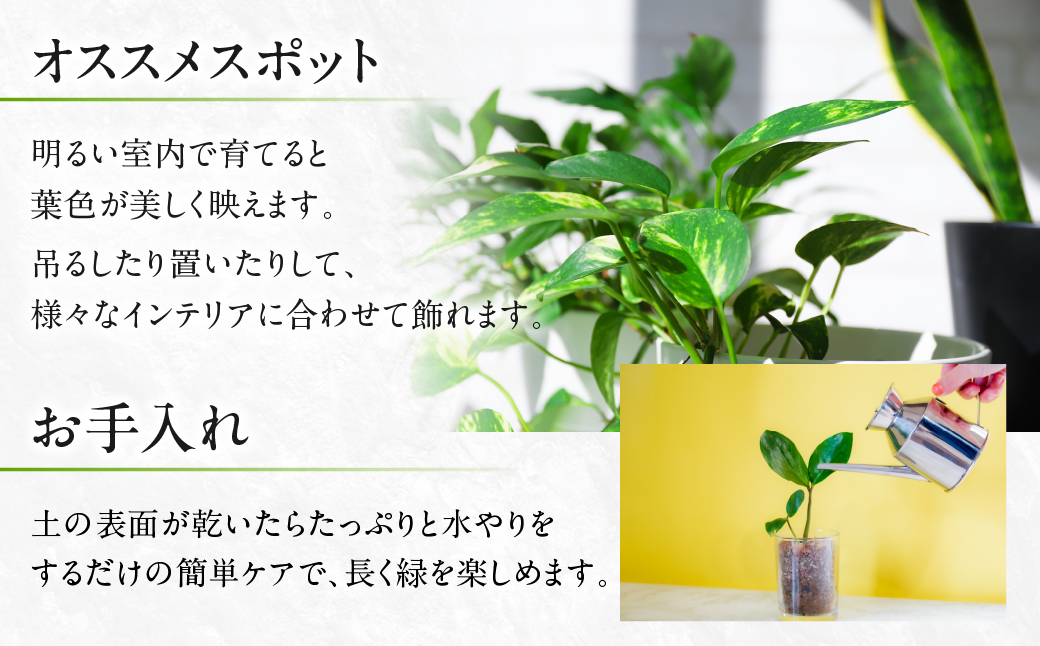 ポトス 7号鉢 観葉植物 植物 7号鉢 人気 おしゃれ かわいい お手入れ 室内 大鉢 中型 インテリア リビング 玄関 寝室 キッチン オフィス プレゼント ギフト 新居 入居 インテリアグリーン 