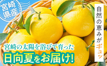 【期間・数量限定】宮崎県産日向夏2.5kg　化粧箱入り  フルーツ 柑橘 日向夏