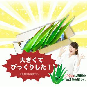 AC113　アロエベラ 食用 大きな生葉（4枚～5枚） 沖縄・宮古島産｜有機JAS