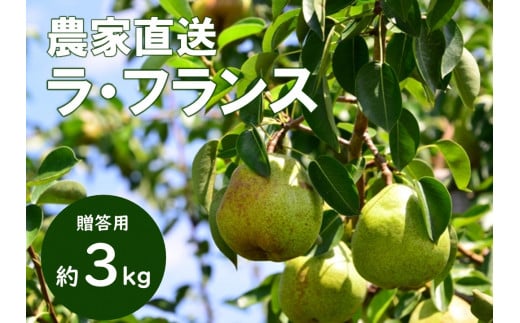 KL01-26A【先行予約】洋梨 ラ・フランス 約3kg 贈答 ／2026年10月下旬頃 配送 // 長野県 南信州 松川町 ギフト 洋梨 洋ナシ 洋なし ラフランス 農家直送 農家支援 贈答 果物 西洋梨 フルーツ