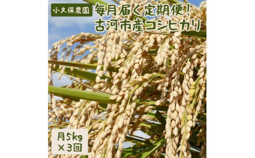 【令和7年産】毎月届く定期便！古河市産コシヒカリ5kg×3回【小久保農園】米/頒布会/分割配送/こしひかり/15kg_AS12