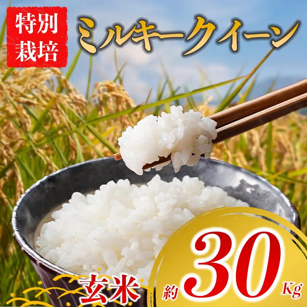  特別栽培米 ミルキークイーン 約30kg×1（玄米）阿蘇アグロスタイル  米 ごはん 人気 美味しい みるきーくいーん 甘味 もちもち なめらか 減農薬 湧水 熊本県 阿蘇市