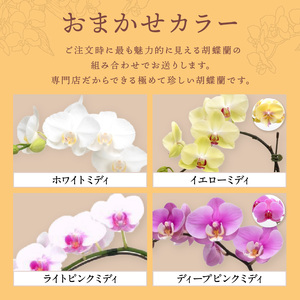 アレンジミディ胡蝶蘭 2本立【配送不可地域：北海道・沖縄・離島】【008C-008】