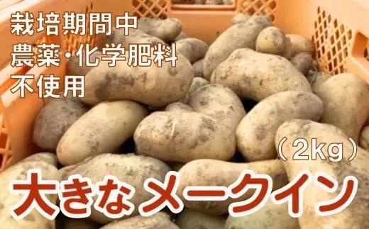 大きなメークイン（2kg）【栽培期間中農薬化学肥料不使用】