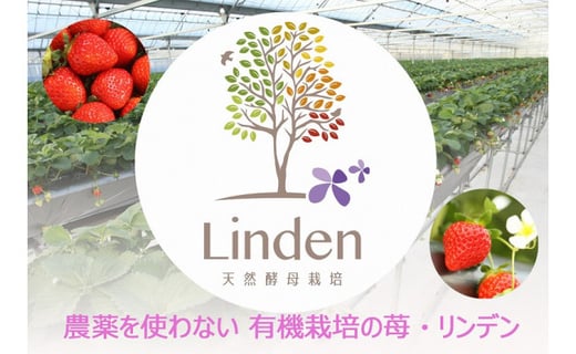 【天然発酵堆肥で育てた】2～3L さがほのか 15粒