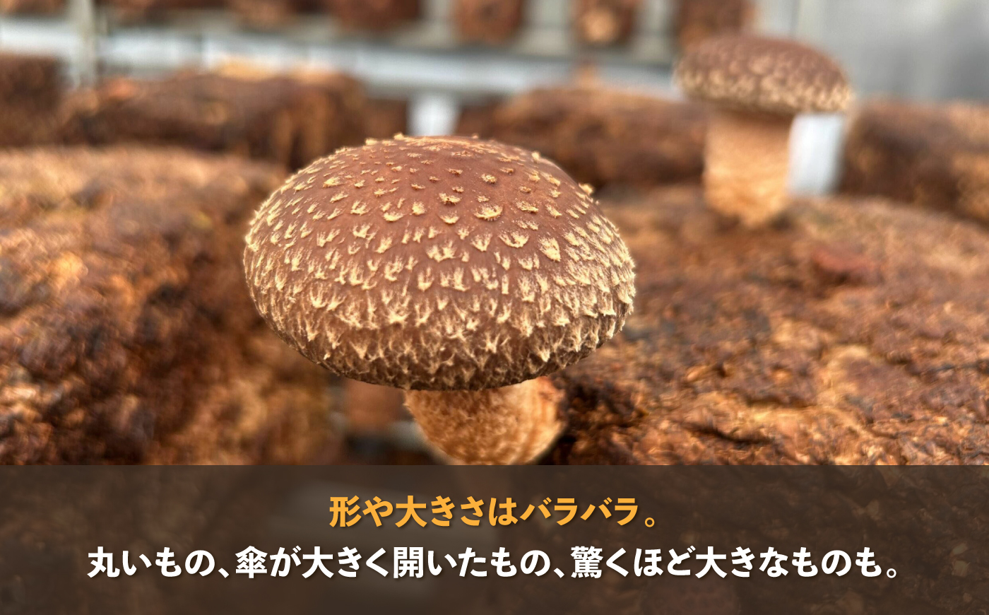 【先行予約】【数量限定150セット】不揃い肉厚しいたけ 約1kg【株式会社ローランズ】 [AKIO001]