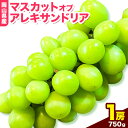 【ふるさと納税】岡山県産マスカット（マスカット オブ アレキサンドリア　1房750g以上）令和7年産先行受付 《2025年7月上旬-8月中旬頃出荷》【配送不可地域あり】