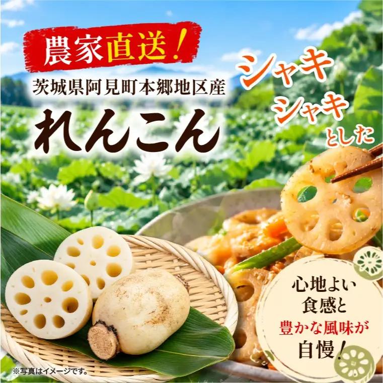先行予約 れんこん 5kg お多福れんこん 蓮根 レンコン 農家直送 産地直送 新鮮 野菜 根菜 有機肥料 【2026年9月より順次発送】（111-02）