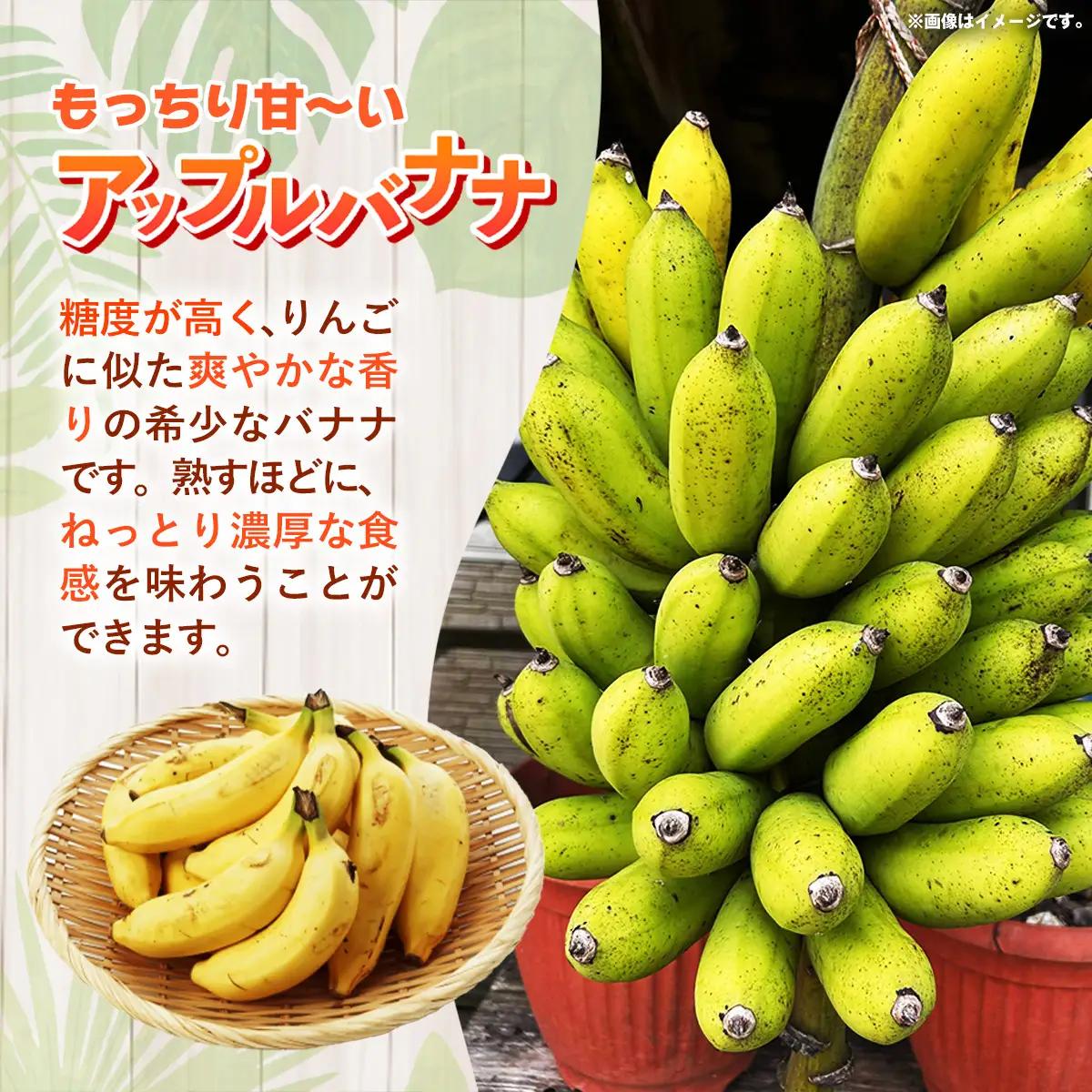 【特別提供中】 国産 希少種！南国フーズのアップルバナナ 約5kg - ばなな 小ぶり 沖縄県産 産地直送 朝食 おすすめ 八重瀬町【価格改定】