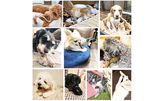 エゾ鹿の角ガム 12cm 小型犬用 四つ割り 4個 北海道産 国産 無添加 犬用ガム 天然鹿角 長持ち デンタルケア ペット おやつ F5F-0069
