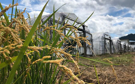 【先行予約】令和7年産 新米 ゆめぴりか 10kg 米 北海道森町濁川産 精米（10月上旬以降順次発送） 森町 こめ お米 米 白米 ゆめぴりか 北海道米 北海道産 北海道 mr1-1052