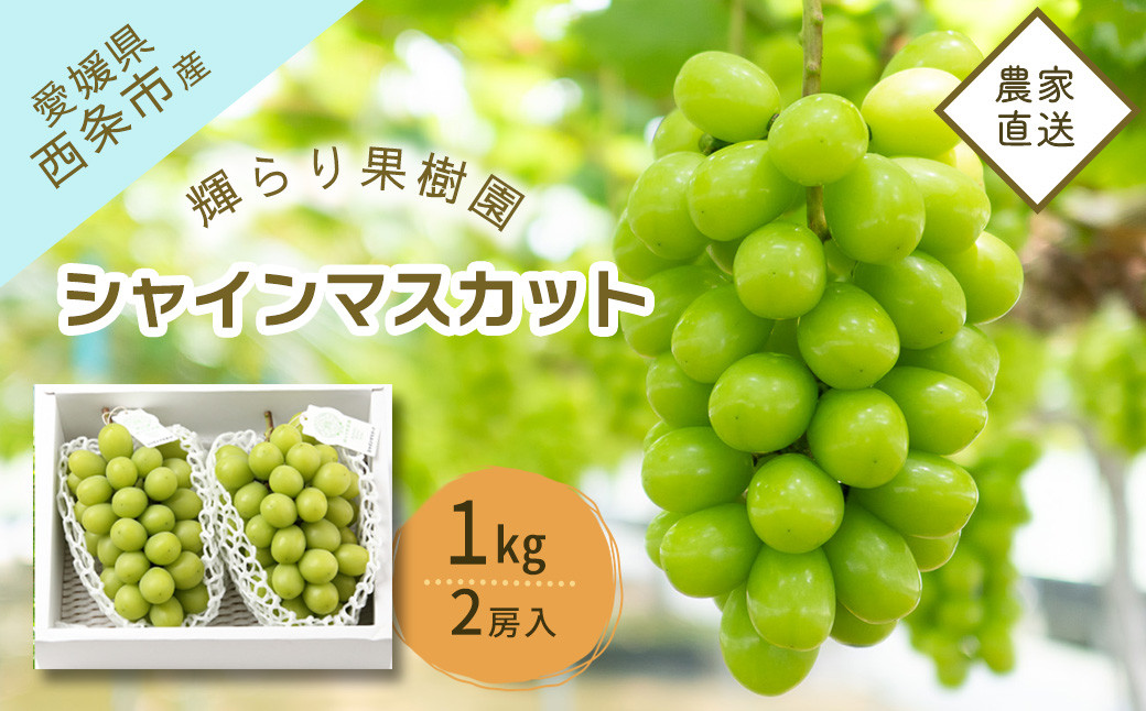 
            【先行予約】 輝らり果樹園 完熟シャインマスカット 1kg（2房） ｜ 2025年9月発送 ｜ 愛媛 西条産 秋ぶどう 朝採れ 農家直送 【オンライン決済限定】
          