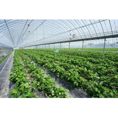 オリジナルブランド苺みつのか280g×4パック(1.12kg)【配送不可地域：離島】