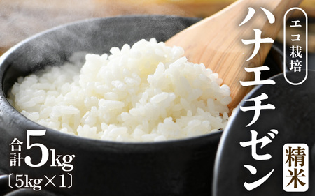 【先行予約】【令和8年産 新米】 エコ栽培ハナエチゼン　白米5kg ／ 鮮度抜群 福井県産 はなえちぜん ご飯 新鮮 白米 ※2026年9月上旬以降順次発送予定 [aw063-a016]
