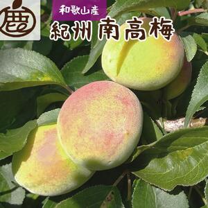 ＜6月発送＞厳選青梅1.5kg+45g（傷み補償分）和歌山産　梅干し 梅酒 梅ジュース