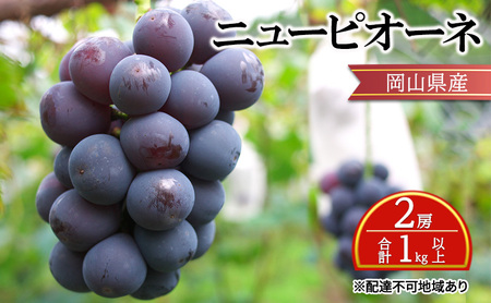 ぶどう 【2026年 先行予約】 ニュー ピオーネ 2房 合計1kg以上  岡山県産 ピオーネ