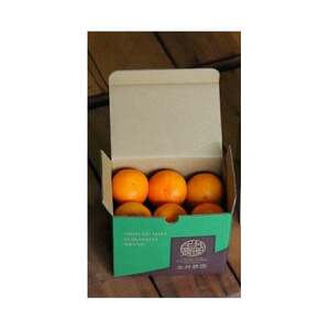 主井農園のせとか　お試し用　1kg【配送不可地域：離島】【1441420】