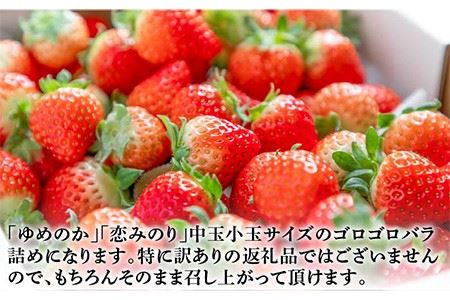 【先行予約】お徳用 いちご 1kg イチゴ 苺 バラ詰め ゆめのか 恋みのり ゴロゴロ生いちご 中玉小玉サイズ 【2025年2月以降順次発送】《壱岐市》【蒼花】 [JEO002] 9000 9000円