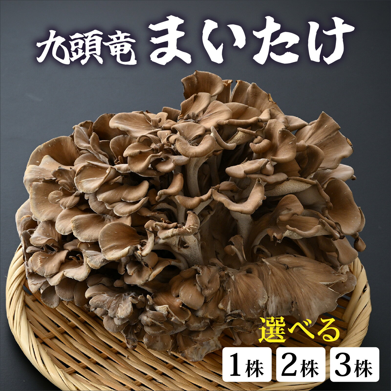 【ふるさと納税】九頭竜まいたけ 1株入り [A-038003]| まいたけ きのこ 舞茸 香り 最上級 歯ごたえ 天ぷら おすすめ 九頭竜 山菜 秋の味覚 ビタミンD βグルカン