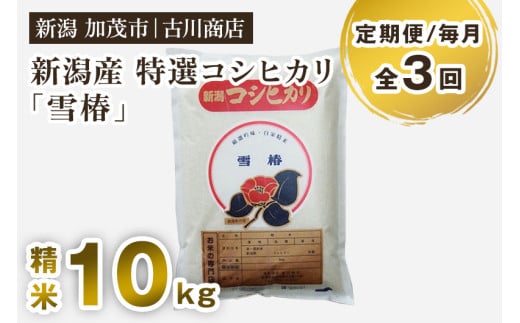 【令和7年産】【定期便3回毎月お届け】特選コシヒカリ「雪椿」精米10kg 《順次発送》 白米 お米 米 加茂市 お米の専門店 古川商店 新潟県産 定期便