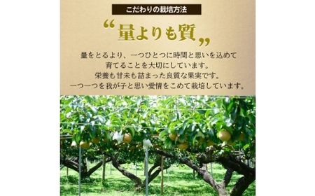 【先行予約】しゅうたの畑 あまーい♪ 豊水梨 6玉から7玉 2025年8月中旬から8月下旬 出荷予定