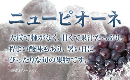 .岡山県産 つる付きニューピオーネ 2房 580g以上 露地栽培 葡萄 果物 厳選出荷 スイーツ フルーツ デザート 岡山県矢掛町《9月上旬-10月末頃に出荷予定(土日祝除く)》 種なしぶどう 【配送