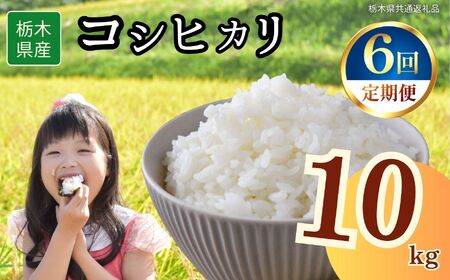 【6回定期便】栃木県産 コシヒカリ 10kg | 栃木県 下野市