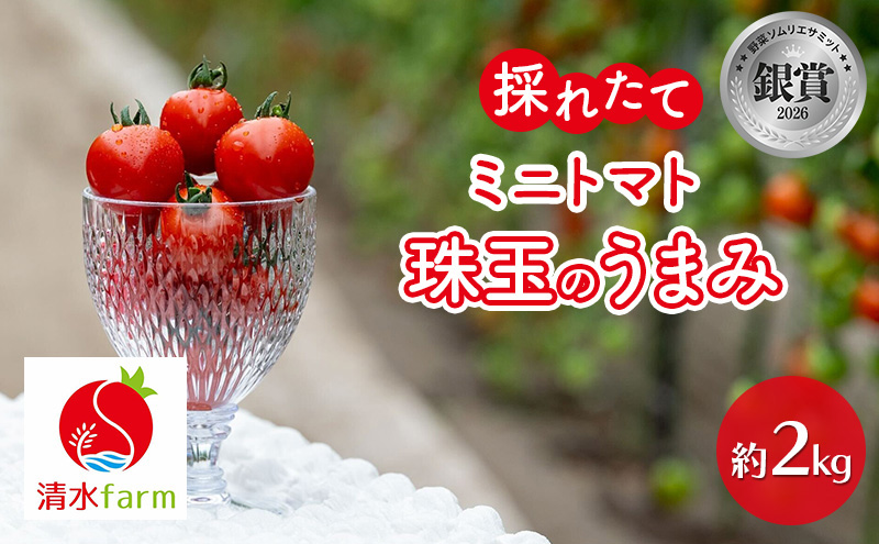 【2027年7月～発送】富良野産 採れたて直送! ミニトマト 「珠玉のうまみ」 【約2kg】 (清水farm) トマト ミニトマト とまと 美果 野菜 新鮮 甘い 季節限定 北海道 富良野 ふらの