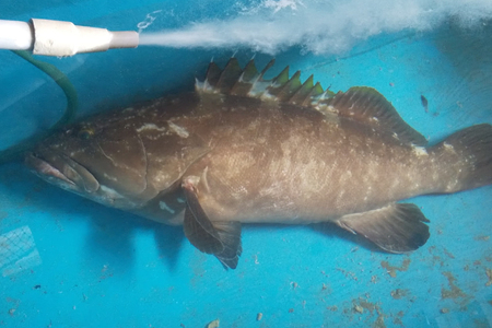 海鮮 クエ 天然クエの炙り 鍋 セット 先行予約