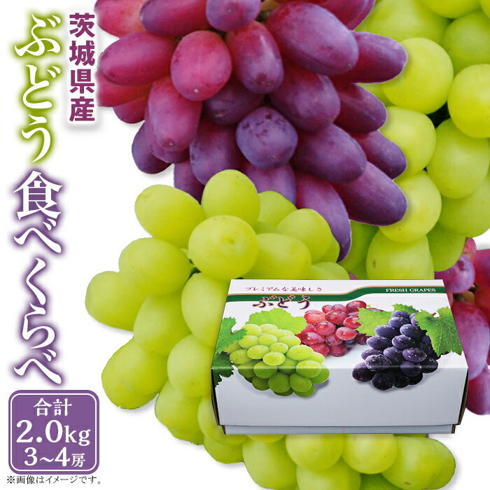 【ふるさと納税】楽天限定 338ぶどう食べ比べ 3～4房 約2.0kg シャインマスカット 旬のぶどう 人気 食べ比べ フルーツ 先行予約【2025年8月中旬～9月上旬ごろ発送予定】