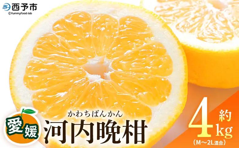＜愛媛県産 河内晩柑 約4kg（M～2L）＞ 柑橘 みかん フルーツ 和製グレープフルーツ ジューシー 初夏 旬 サイズ混合 西宇和 国産 さっぱり 甘い 農園オレンジとムラサキ 西予市【常温】『2026年4月～7月迄に順次出荷』MOM0005