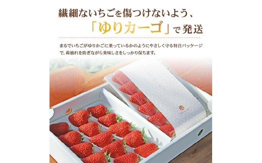 【先行予約／2027年1月発送】いちご 完熟いちご 紅ほっぺ 2パック 850g 以上 無添加 なごみ ジャム 6個 セット 朝採り 朝採れ 完熟いちご フルーツ 果物 新鮮 完熟 旬 イチゴ ジャム
