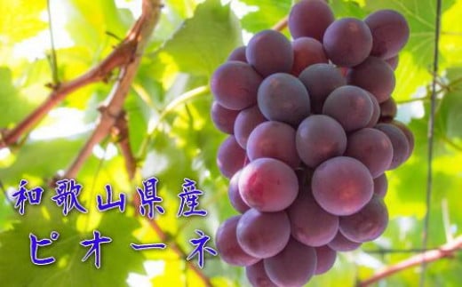 
            和歌山のピオーネ　約2.5kg(3～5房) ※2025年8月下旬～9月下旬頃発送予定| 先行予約 ぶどう 葡萄 果物 フルーツ 甘い【MS102】
          