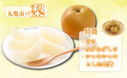 【2026年8月上旬より順次発送】 【秀品】 梨  約2kg 丸亀産 ナシ 果物 フルーツ 果肉 果汁 季節 甘い デザート ゼリー ジュース ふるさと納税フルーツ 香川県 丸亀市 約2kg (13,