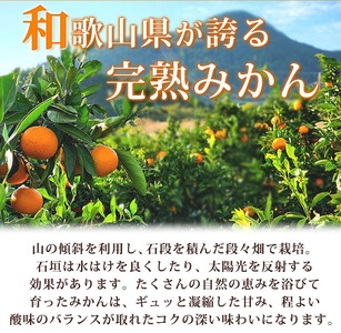 有田の小玉みかん5kg(S～3Sサイズ混合)※2024年11月下旬～2025年1月下旬頃に順次発送予定